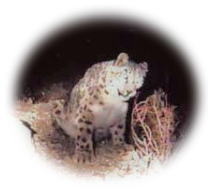��^�@Snow Leopard